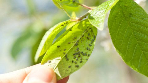 Dit is waarom je plant last heeft van bladluis