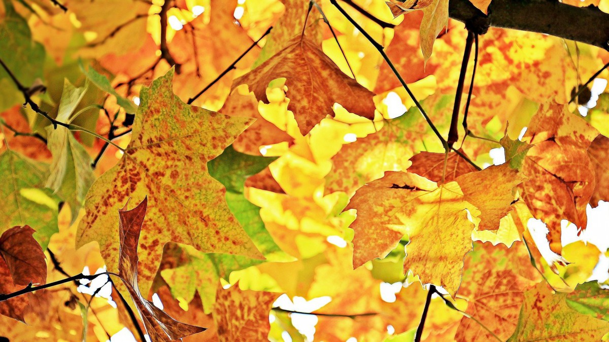 Herfsttip: herfstgeuren voor thuis