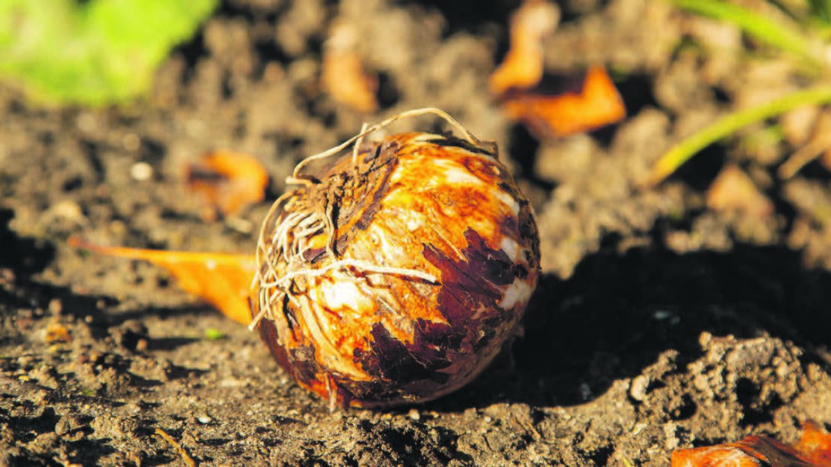 Een diversiteit aan bloembollen op Floriade