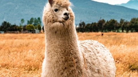 Picknicken met alpaca’s