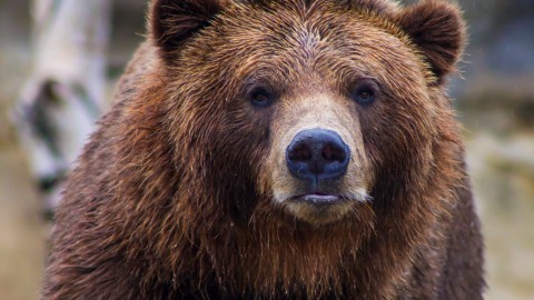 Dieren die zijn gered van uitsterven