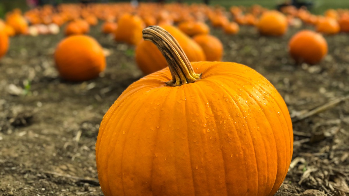 Gevulde pompoen tijdens Halloween