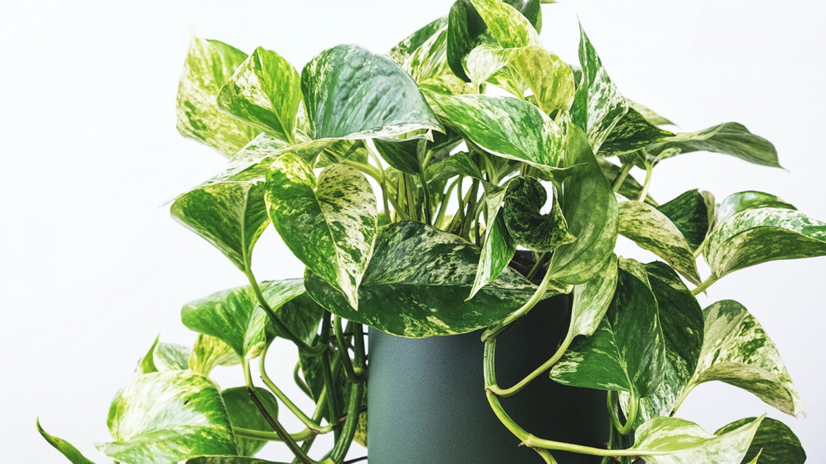 Plant van de maand: De Pothos