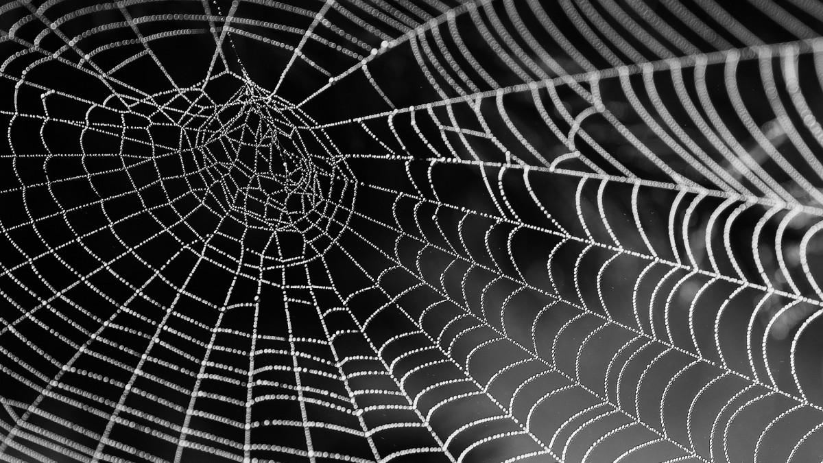De 3 Grootste Spinnen in Nederland