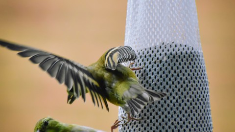 Dit is waarom je geen vetbolnetjes voor vogels moet ophangen in de winter