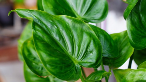 Maak je huis gezellig met de Alocasia