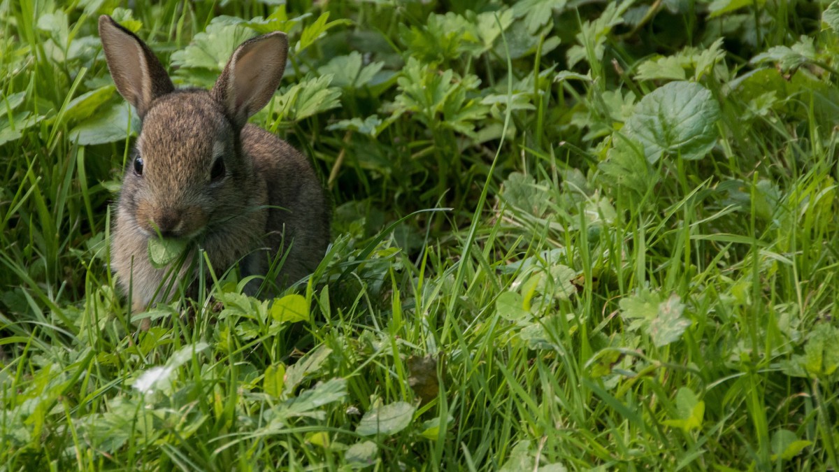 Gemeente wil hoger gras op verschillende plaatsen in de stad