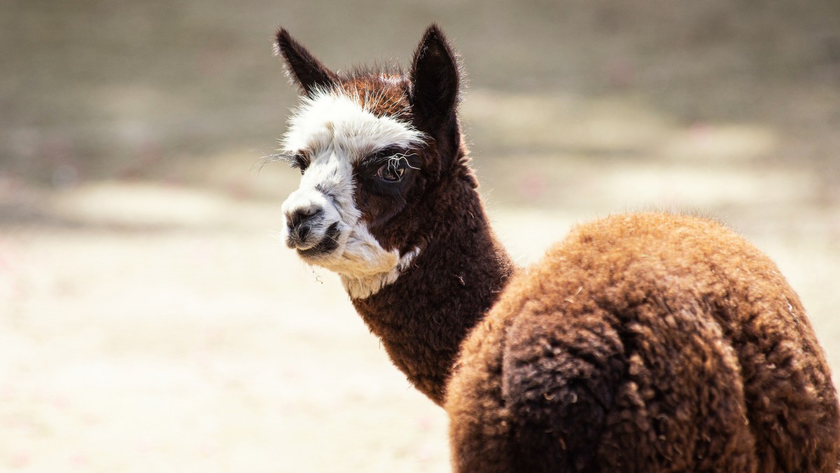 Ben jij geschikt als alpaca-eigenaar?