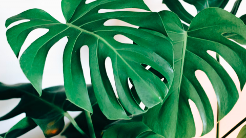 Plant van de maand: Monstera Deliciosa