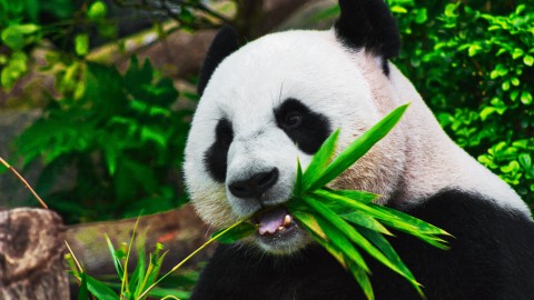 Gisteren was het panda dag