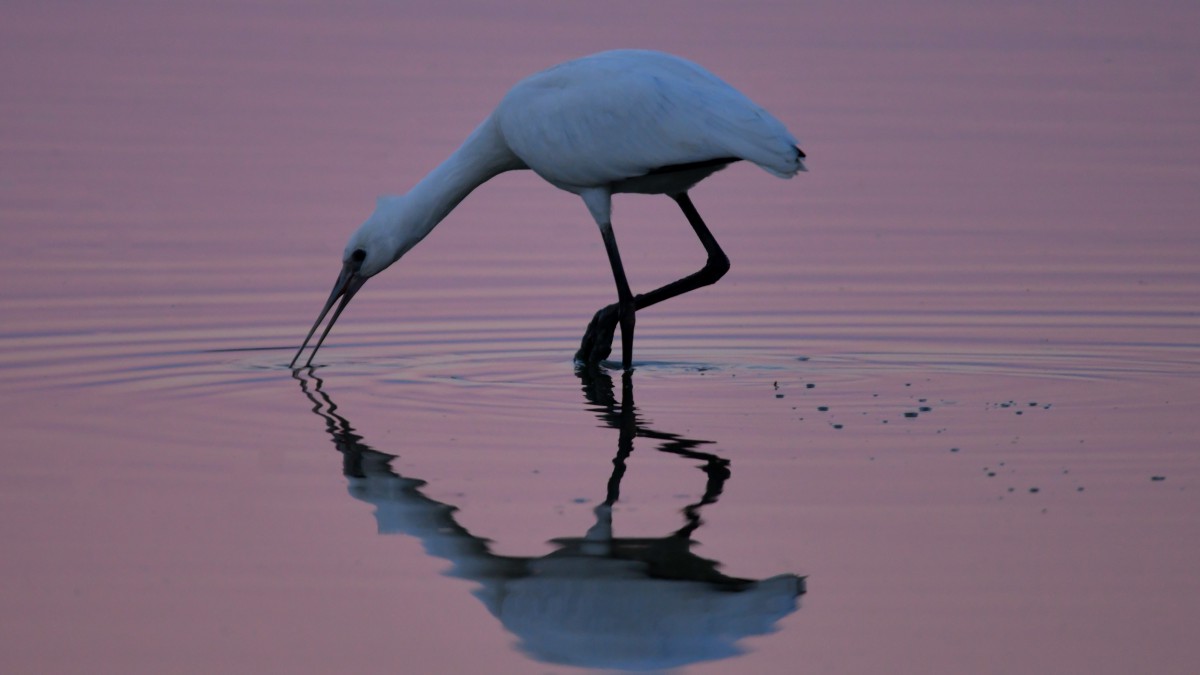 Wereld Trekvogeldag voor vogelaars bij Oostvaardersplassen Almere