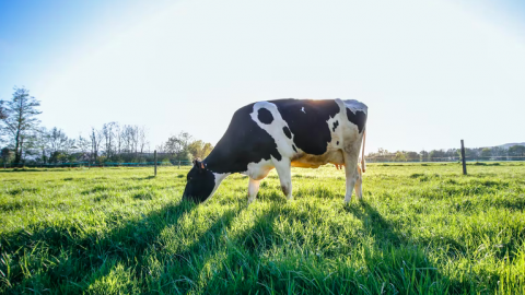 50.000 bezoekers op de eerste Campina Open Boerderijdag 2022