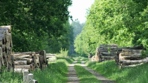 Start bomenkap Espelerringweg, Espelerweg en Kuinderweg