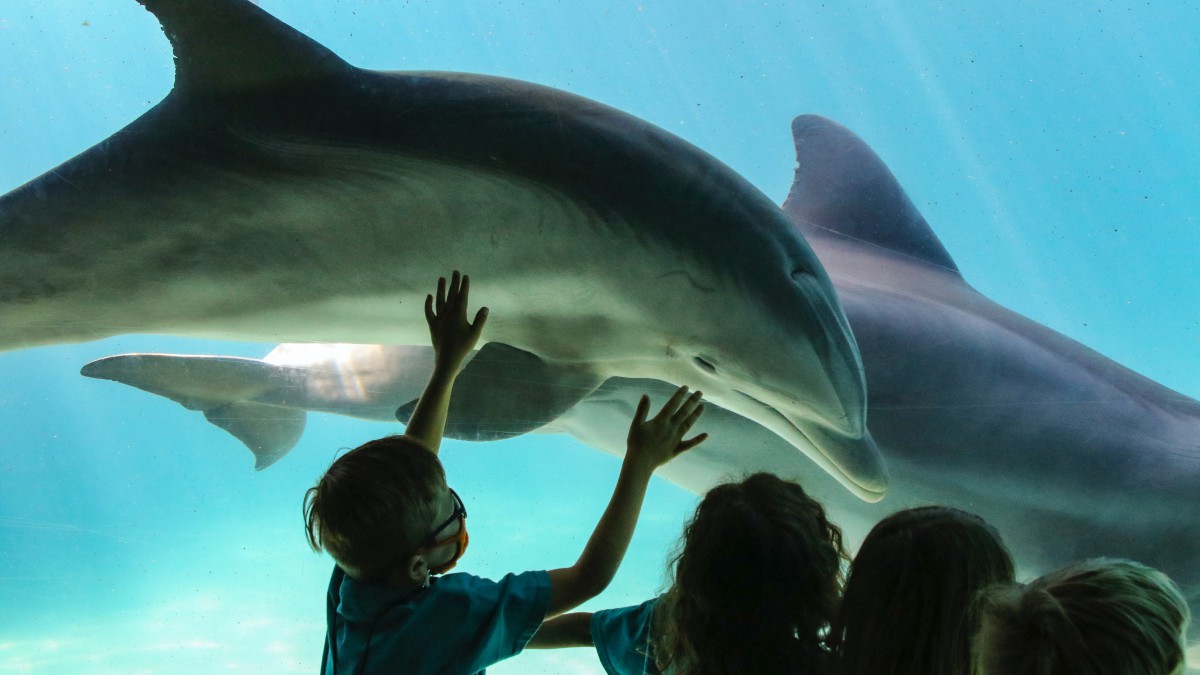 Dolfinarium: minder kunstjes en meer educatie