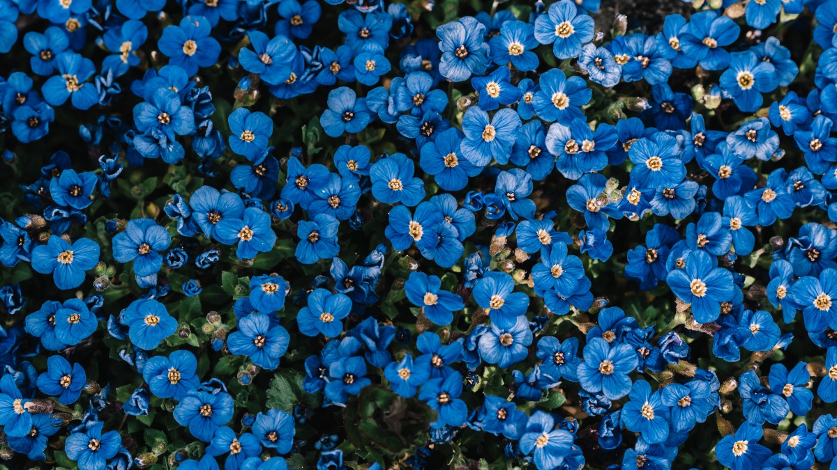 Vergeet mij nietjes met een bijzonder verhaal