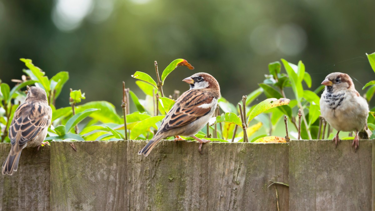 Woning isoleren met oog voor beschermde soorten