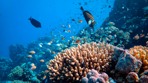 Het anti plastic rietjes fenomeen