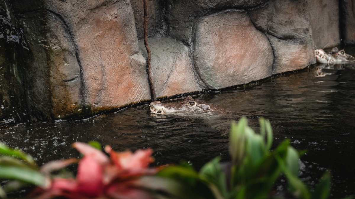 Kaaimannen in Dierenpark Almere Jungle