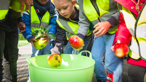 Schoolklassen komen appels plukken bij Stad & Natuur