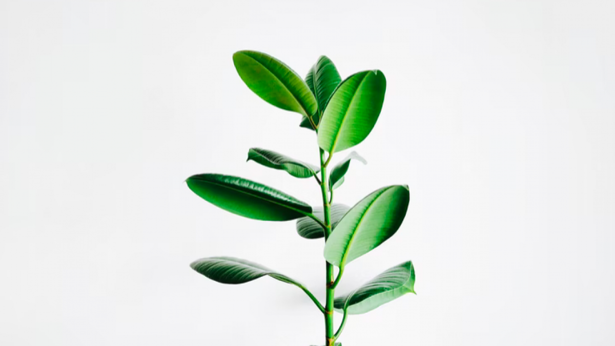 Een ontspannen wellness voor je kamerplant!