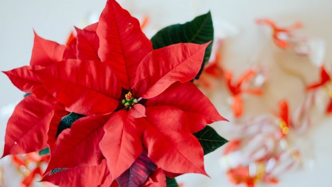 Kerstster (Poinsettia)