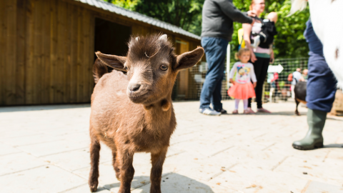 Kinderboerderijen vieren de Lente