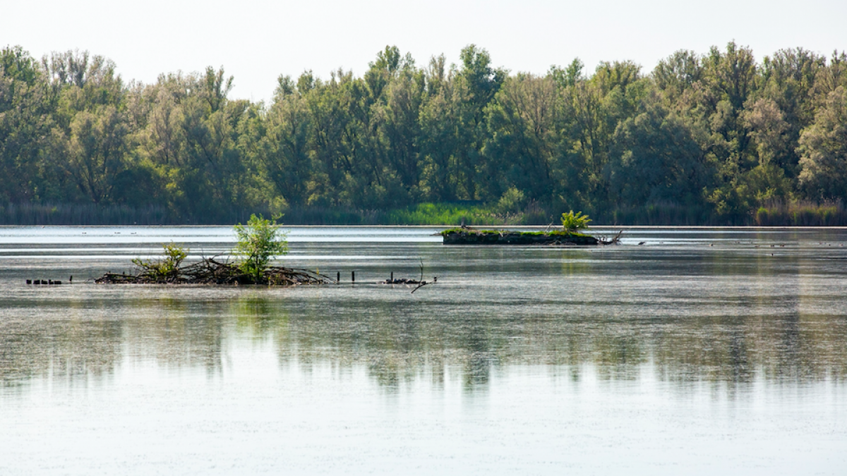 Herstel vogeleilanden Lepelaarplassen start in augustus