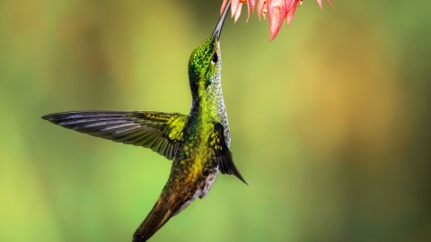 Vandaag is het de dag voor natuur fotografie