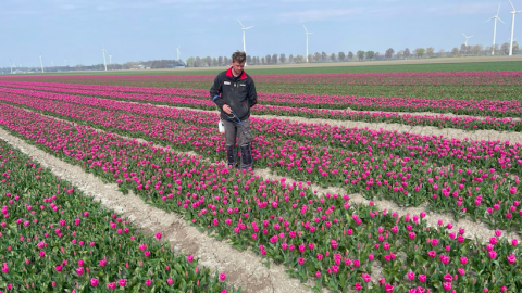 Tulpen selecteren op eindeloze bollenpercelen