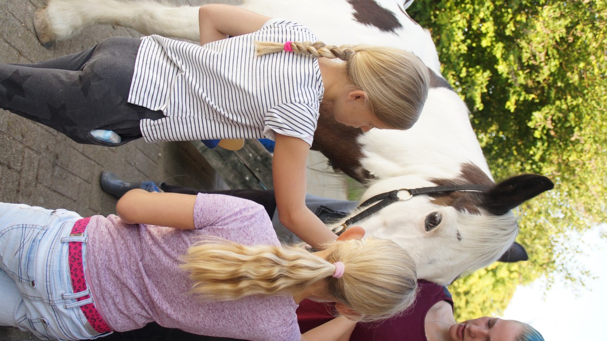 Paarden instructieochtend