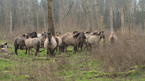 Op wildsafari met de ecokar door de Stille Kern