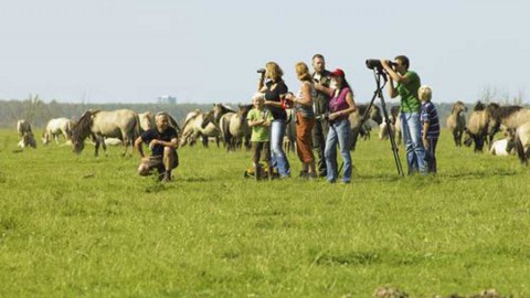 Fotosafari Oostvaardersplassen