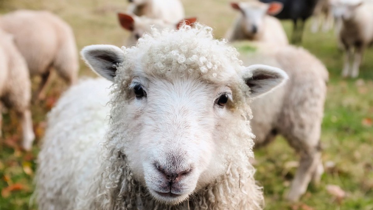 Voorlezen tussen de schapen