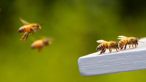 Bijen- en insectendag