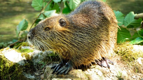 Pampushout krijgt nieuwe natuur voor bevers en ringslangen  