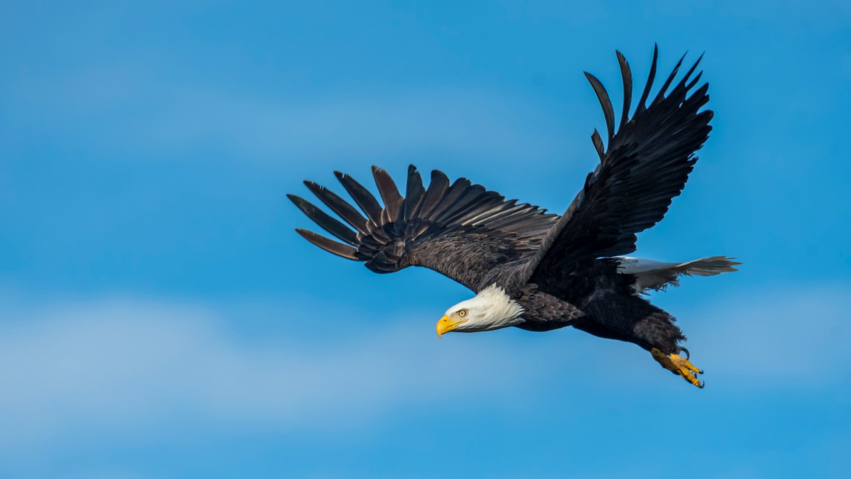 Vogels spotten bij de Oostervaardersplassen