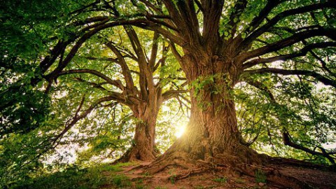 Start eikenbomen behandelen