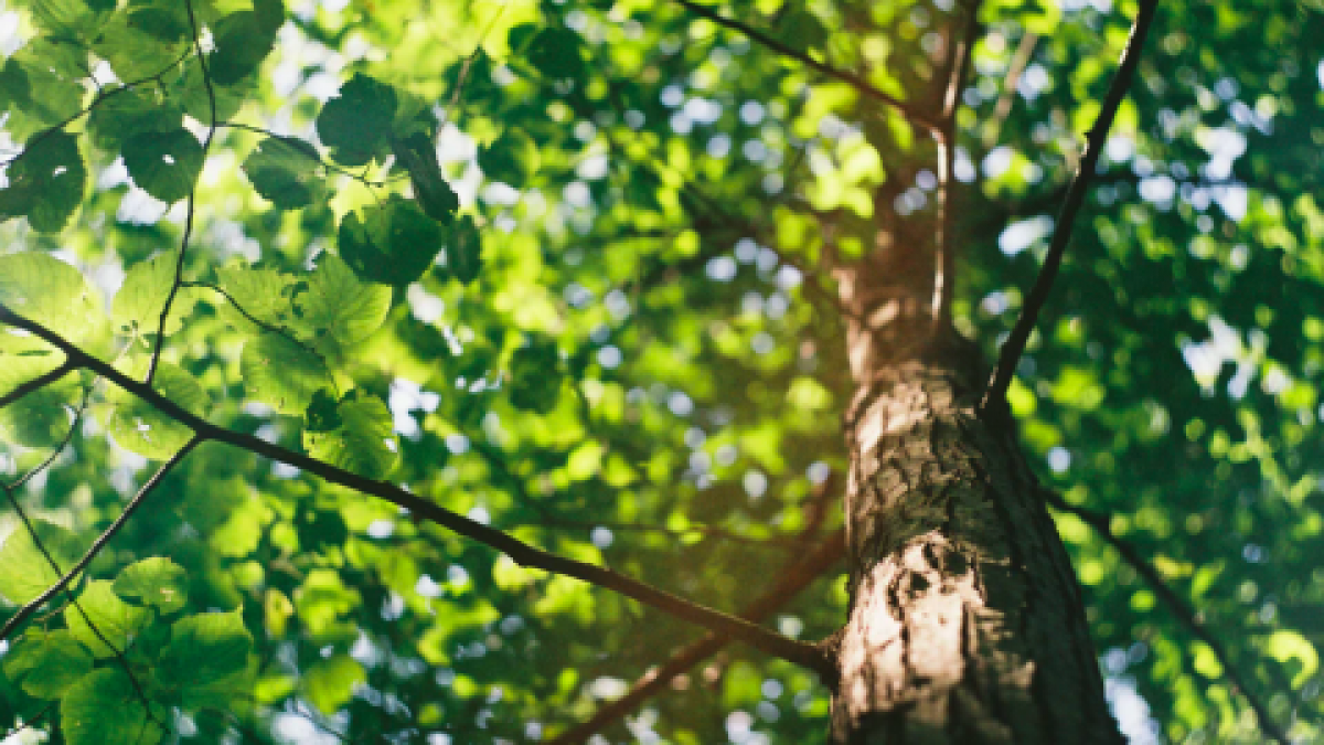 Alle kinderen in Nederland gaan helpen met bomen planten