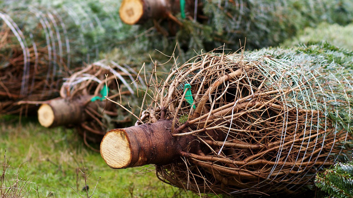 Houten kerstbomen versieren de Stedenwijk