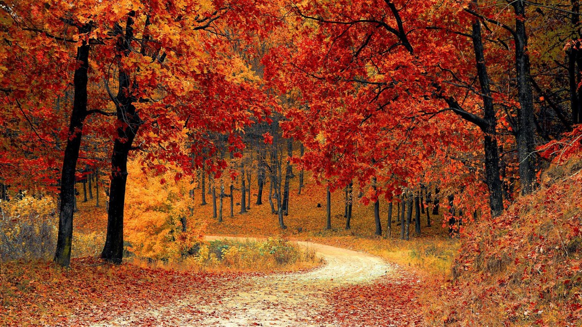 Typische herfstbuien de hele week