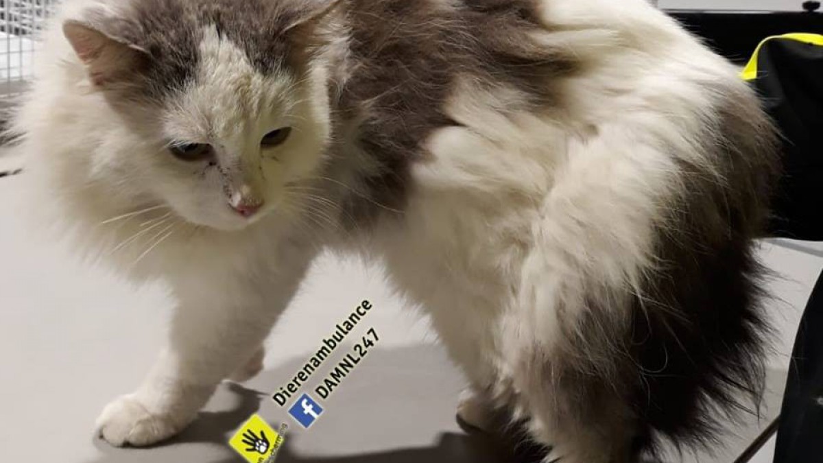Baasje gezocht van deze mooie kater!