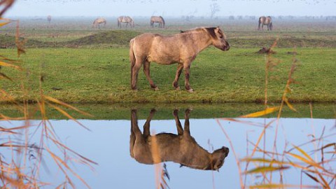 Paarden Oostvaardersplassen gaan verhuizen