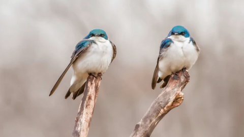 Onlinecursus vogelherkenning 