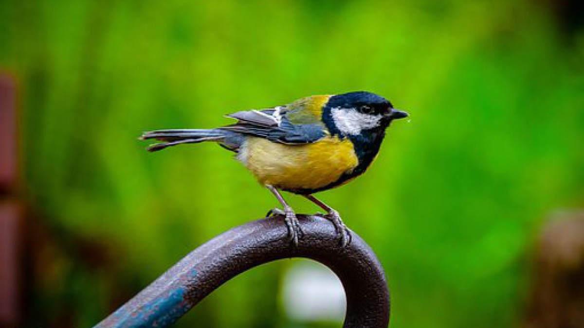 Wereld Trekvogeldag 