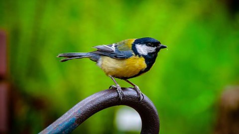 Toename vogelsoorten Oostvaardersplassen dankzij moerasreset