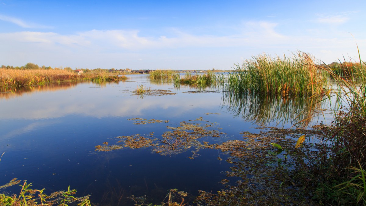 Tientallen dode palingen spoelen aan bij Schokkerhaven