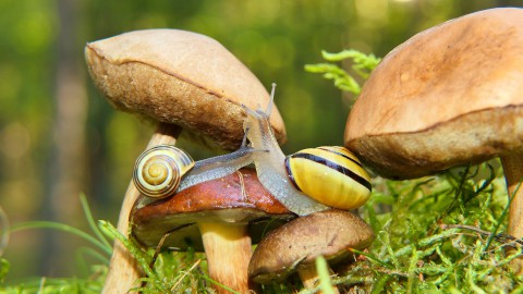 Bijzondere paddenstoelen schieten de grond uit