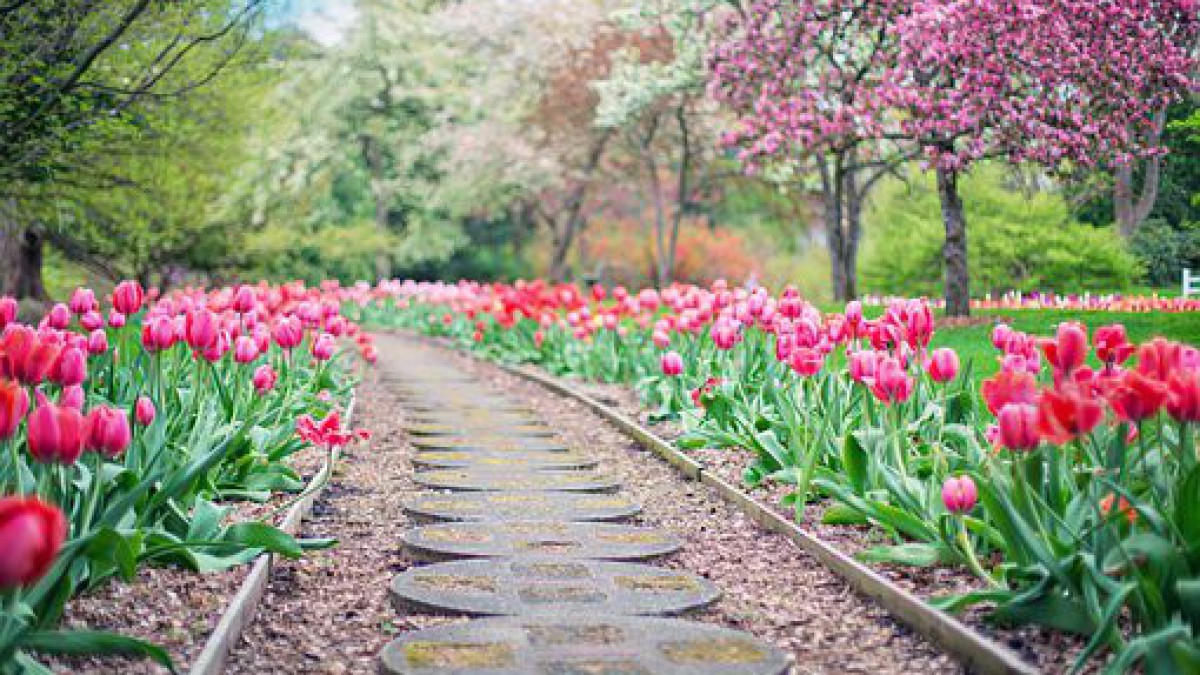 Record aantal bezoekers voor Tulpenroute