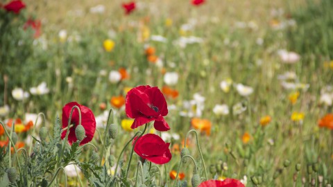 Floriade: burgemeester en wethouders kiezen voor doorgaan  