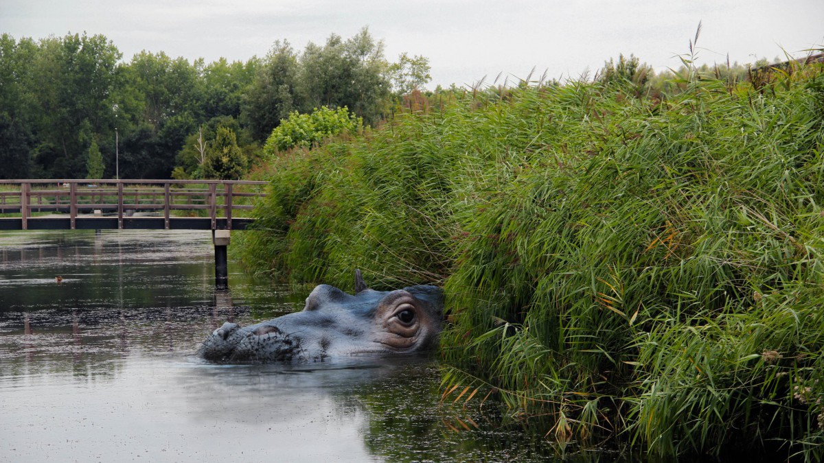 Bijzonder dier op Stadslandgoed De Kemphaan